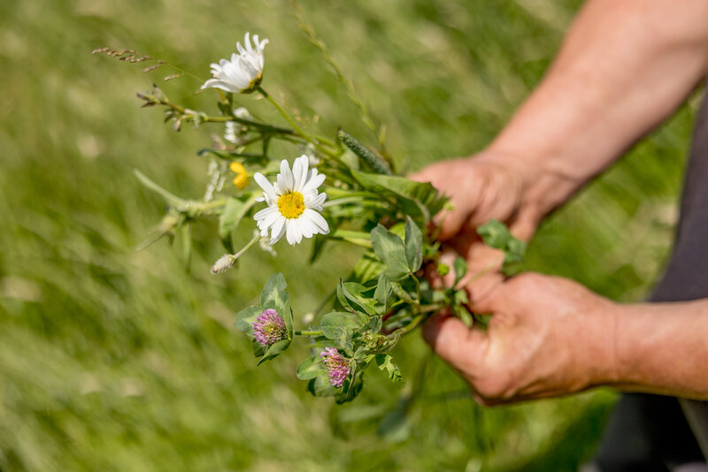 De verschillende kruiden op het land van René Stalenhoef