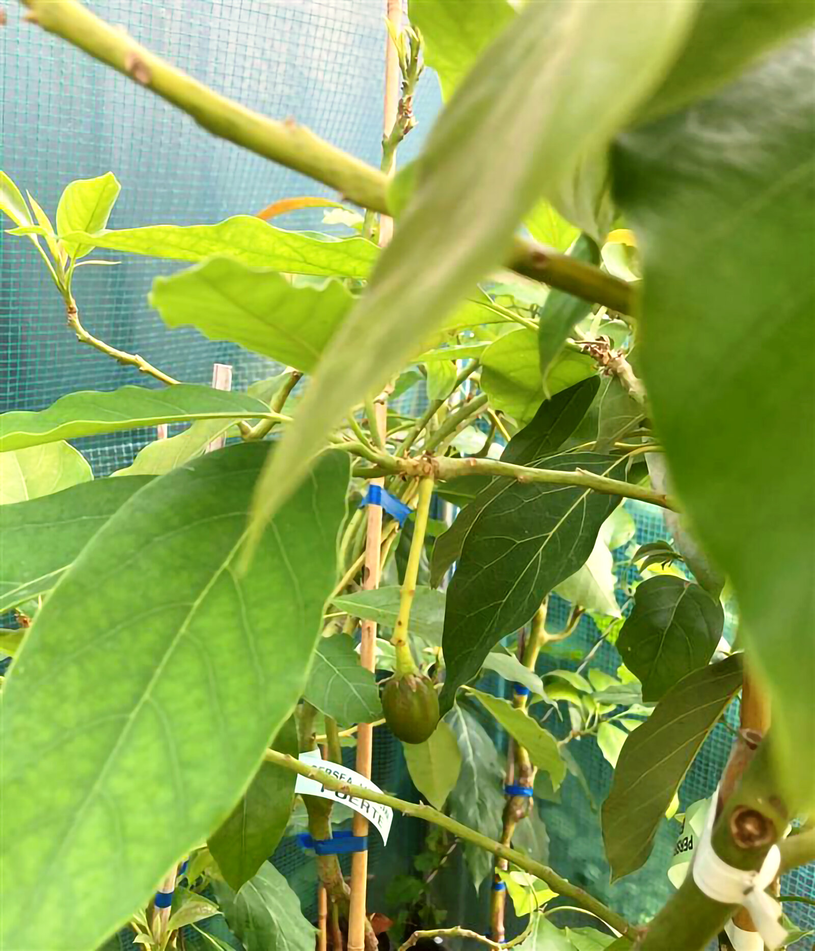 Een van de eerste avocado’s uit de avocadoproeftuin op de Elihoeve