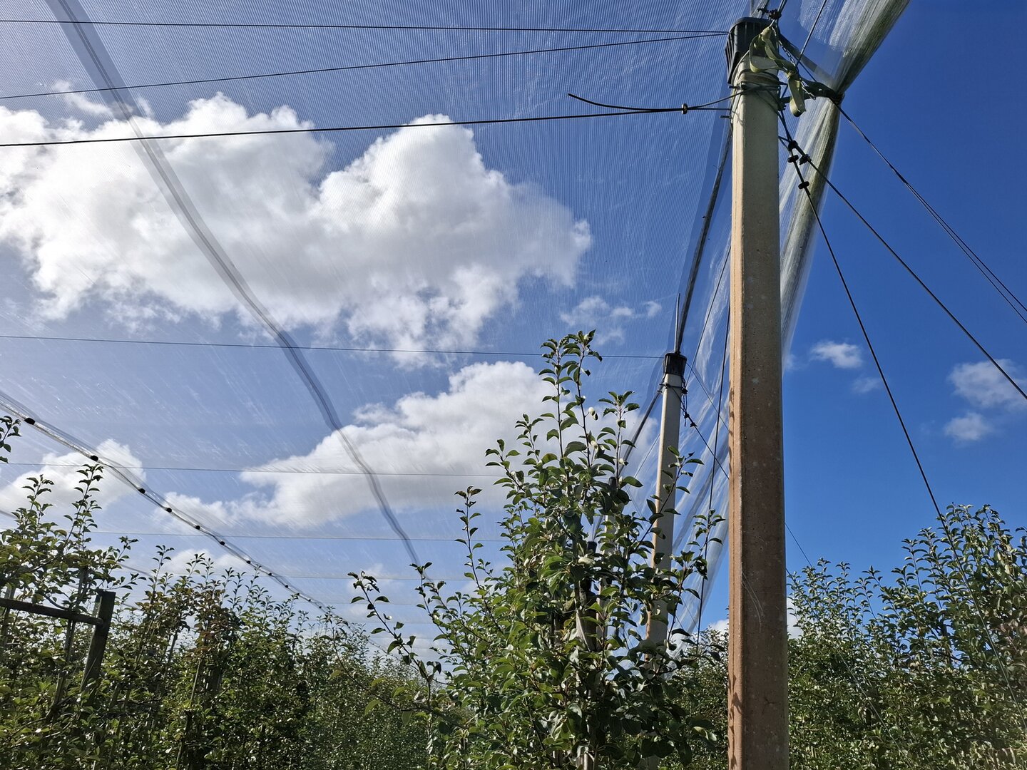 Er wordt deels gebruik gemaakt van hagelnetten ter bescherming van de perenbomen