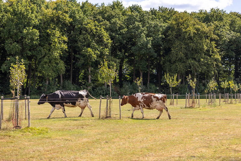 Het weiden van de melkkoeien gaat tussen de fruit- en notenbomen door